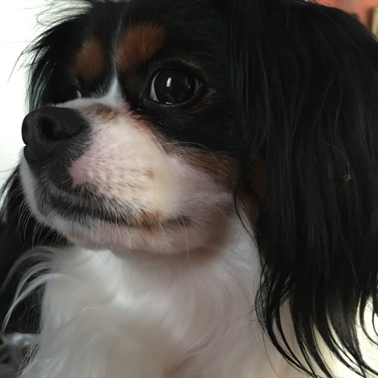 ROBBIE, a Cavalier King Charles Spaniel and Pomeranian mix tested with EmbarkVet.com