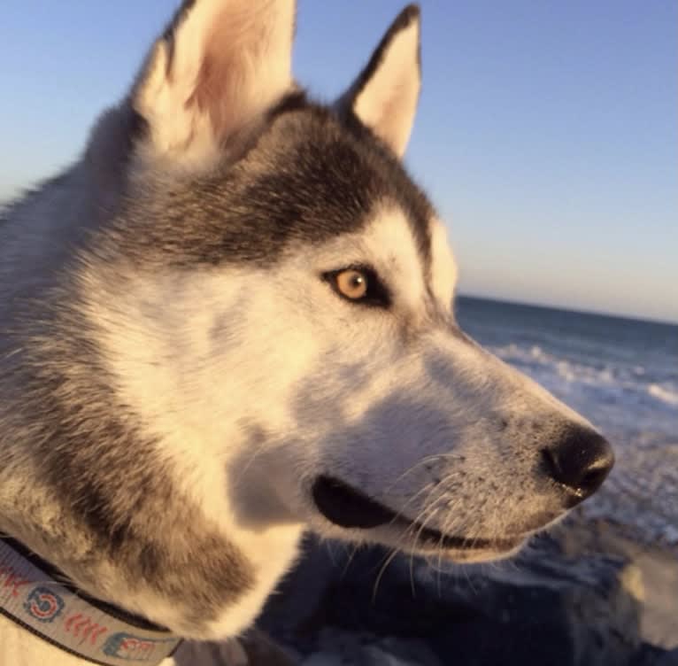 Buck, a Siberian Husky and German Shepherd Dog mix tested with EmbarkVet.com