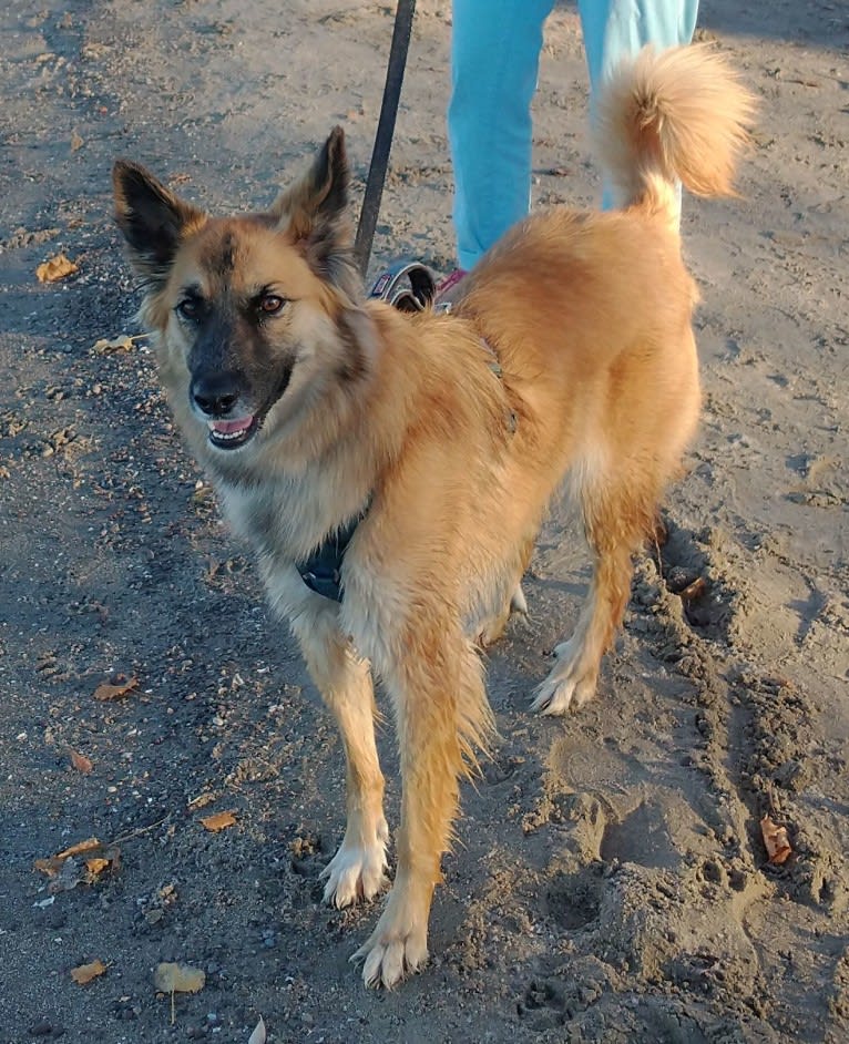 Linda, an Arabian Village Dog and German Shepherd Dog mix tested with EmbarkVet.com