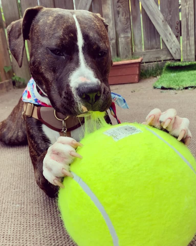 Chidi Buddy, an American Bully tested with EmbarkVet.com