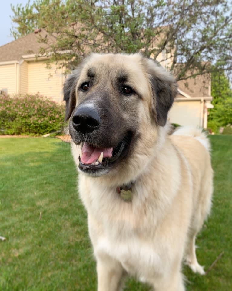 Bruno, an Anatolian Shepherd Dog and Great Pyrenees mix tested with EmbarkVet.com