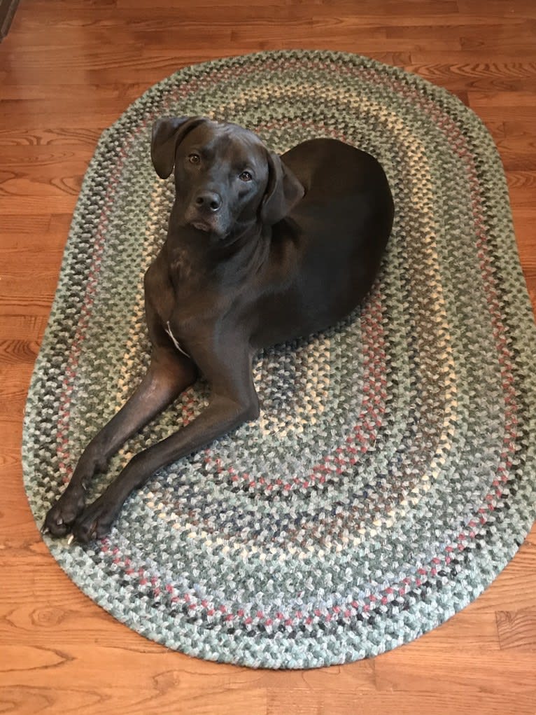 Kevlar, a Catahoula Leopard Dog and Mountain Cur mix tested with EmbarkVet.com