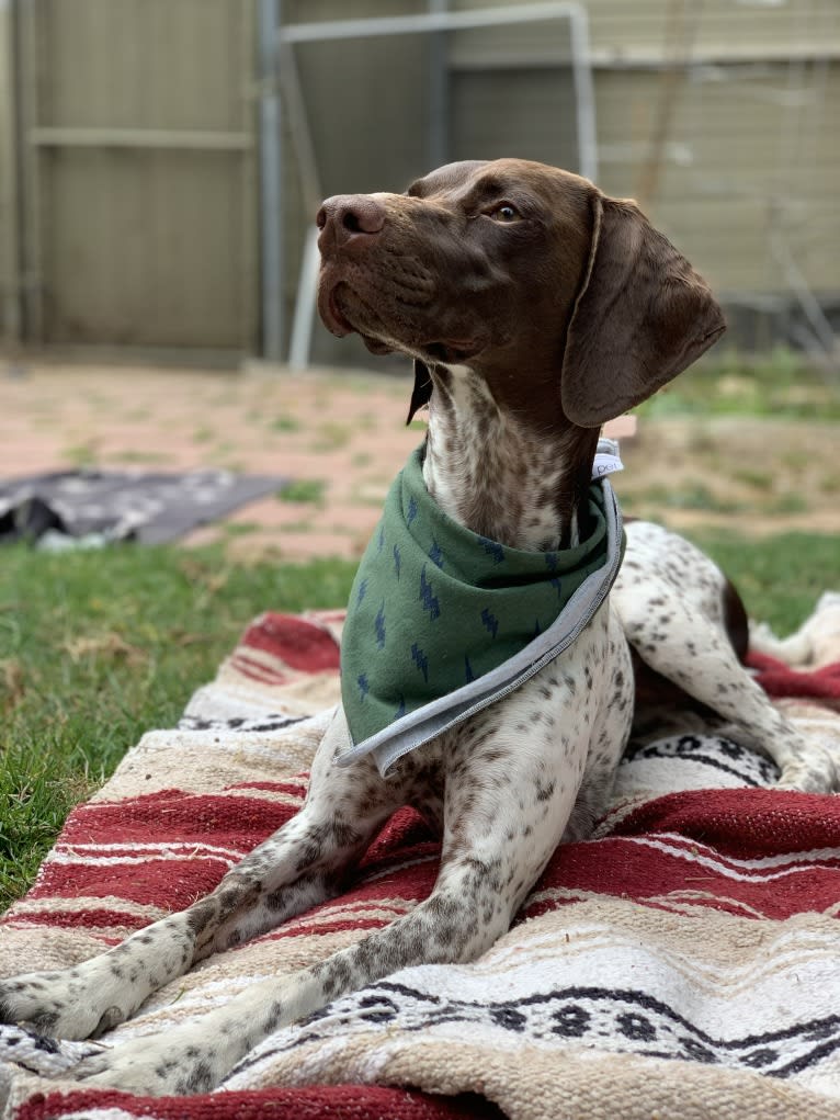 Juniper, a German Shorthaired Pointer tested with EmbarkVet.com