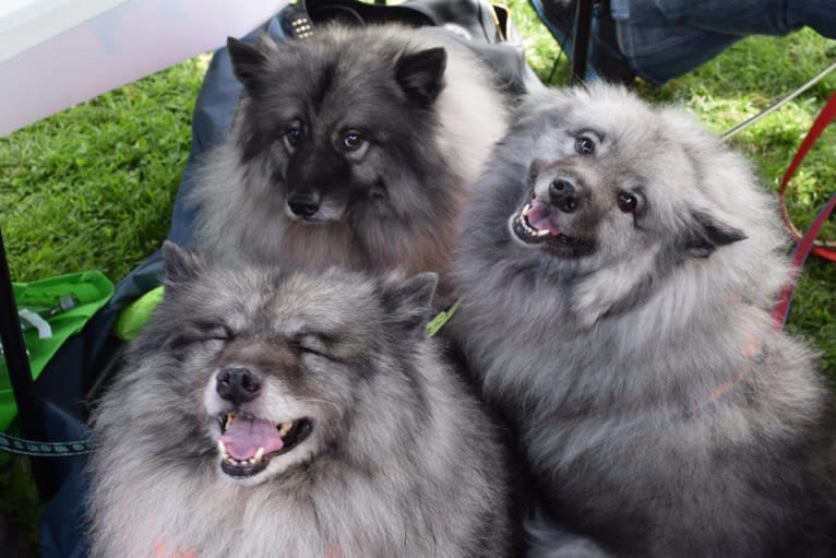 Solomon, a Keeshond tested with EmbarkVet.com