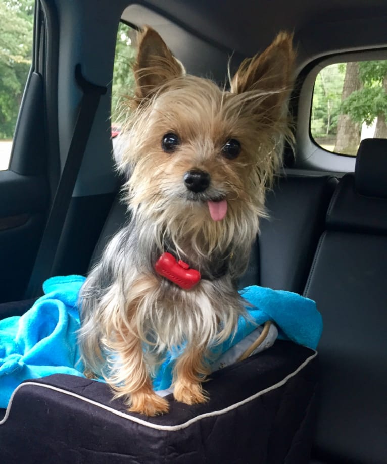 Muffi, a Yorkshire Terrier tested with EmbarkVet.com