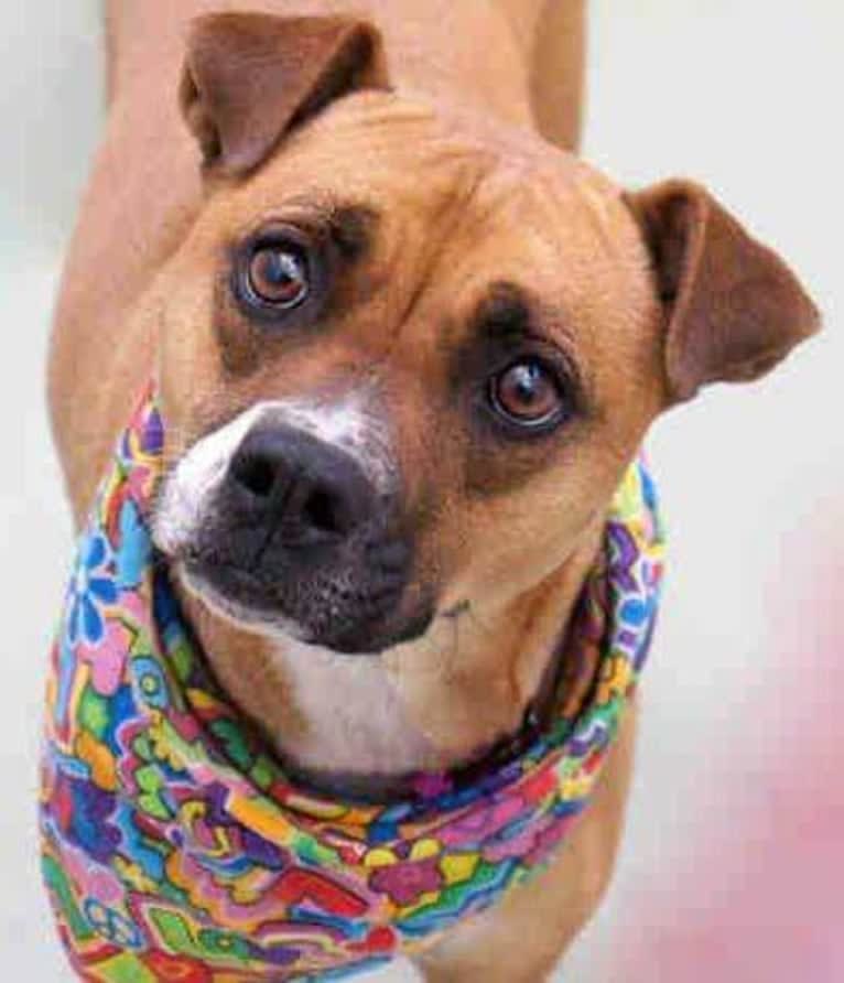 Pocket, a Boxer and Australian Cattle Dog mix tested with EmbarkVet.com