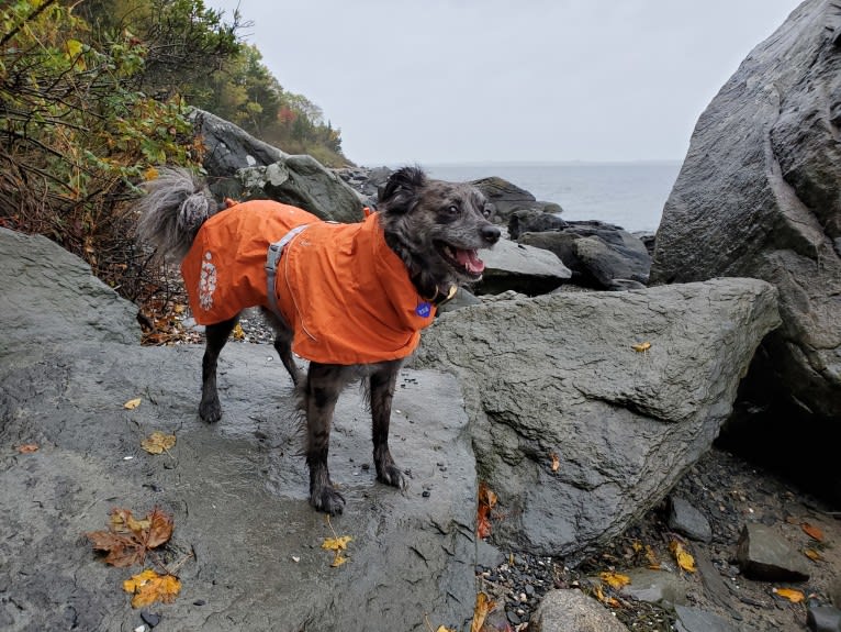 Mallatobuck, a Chihuahua and Shih Tzu mix tested with EmbarkVet.com