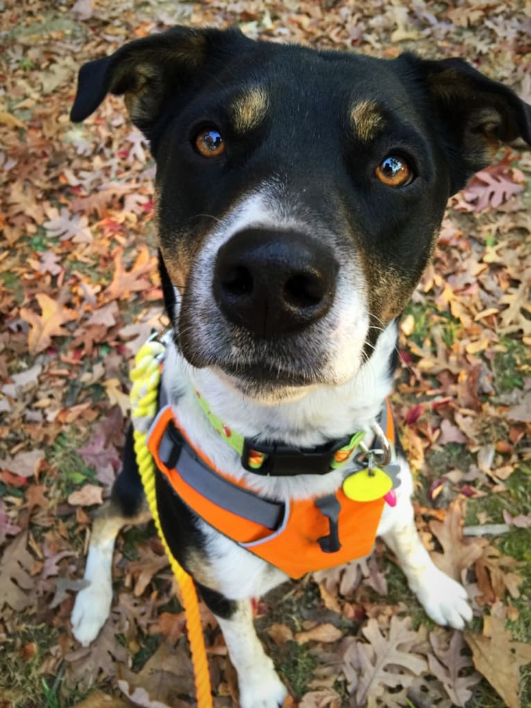 Gypsy, a Siberian Husky and American Pit Bull Terrier mix tested with EmbarkVet.com