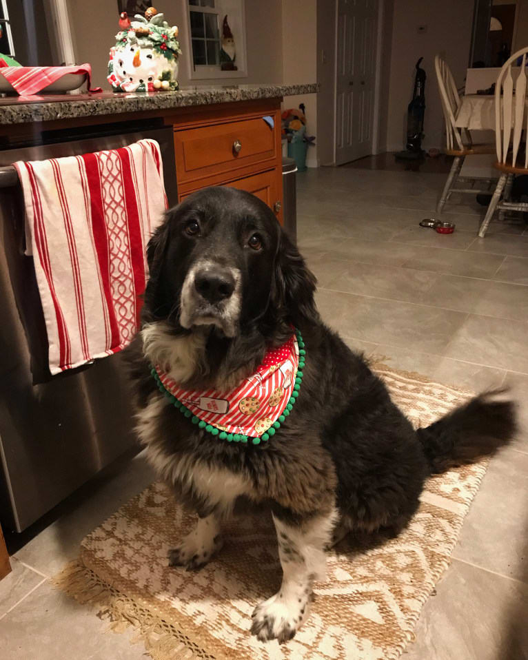 Molly, a Great Pyrenees and Labrador Retriever mix tested with EmbarkVet.com