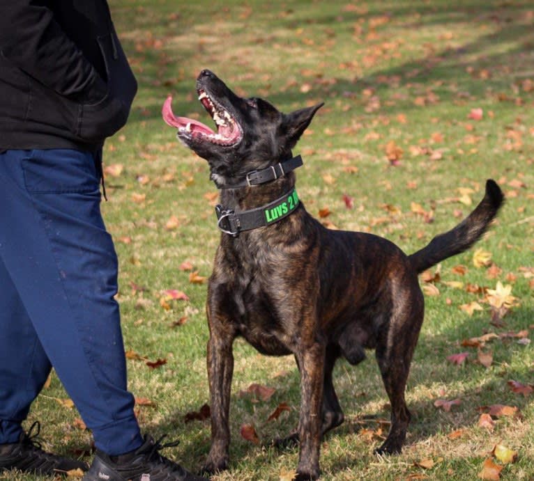 Static, a Dutch Shepherd tested with EmbarkVet.com