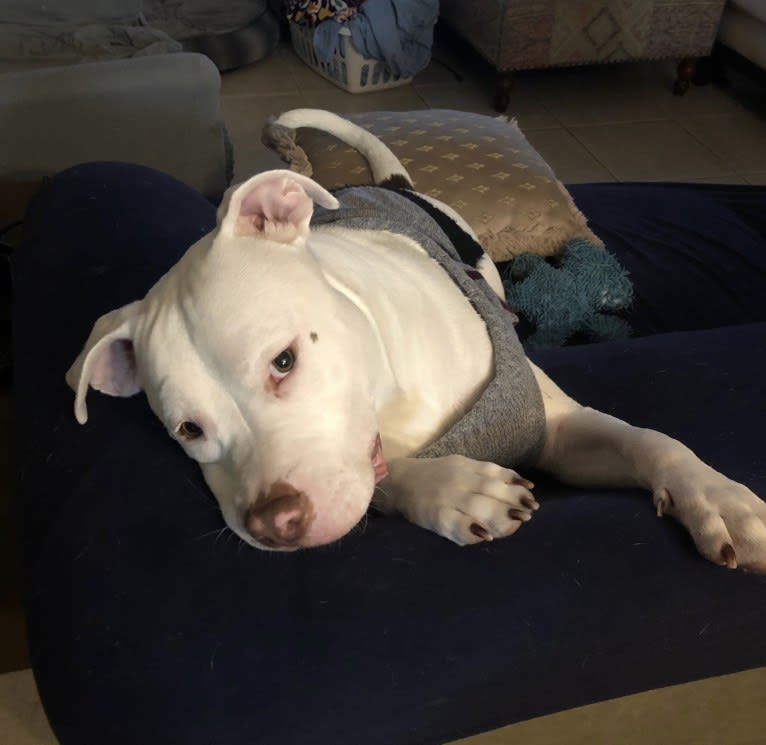 Photo of Lincoln, an American Bulldog, American Pit Bull Terrier, and American Staffordshire Terrier mix