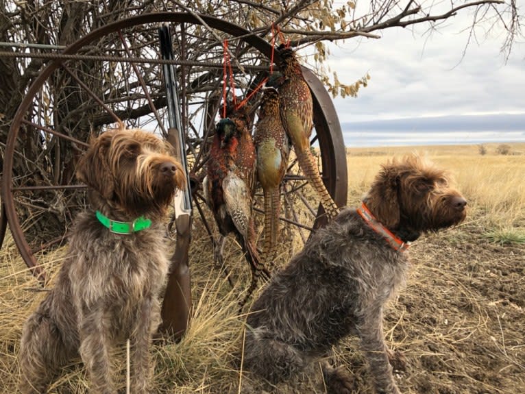 Sawyer, a Wirehaired Pointing Griffon tested with EmbarkVet.com