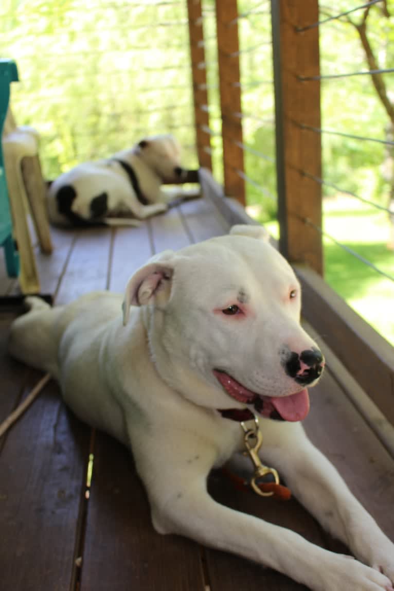 Winnie, an American Pit Bull Terrier and American Staffordshire Terrier mix tested with EmbarkVet.com