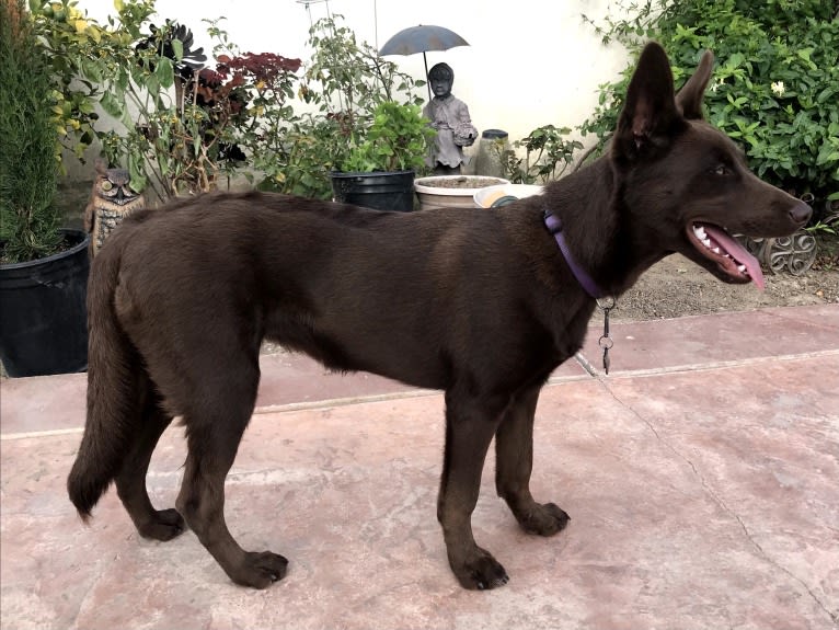 Hennessy, a Siberian Husky and Weimaraner mix tested with EmbarkVet.com