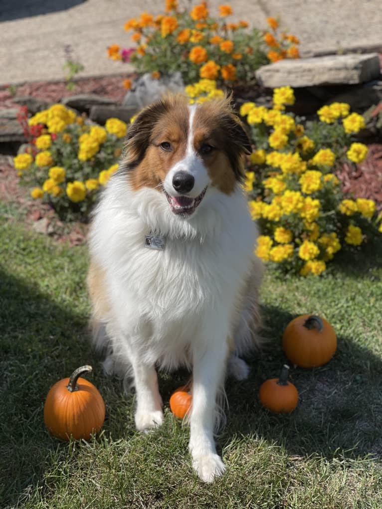 Milo, an English Shepherd tested with EmbarkVet.com