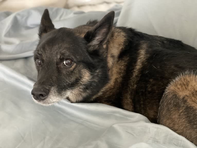 Brutus, a Norwegian Elkhound and Australian Cattle Dog mix tested with EmbarkVet.com