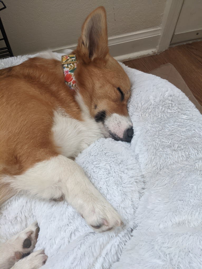 Fleur, a Pembroke Welsh Corgi tested with EmbarkVet.com