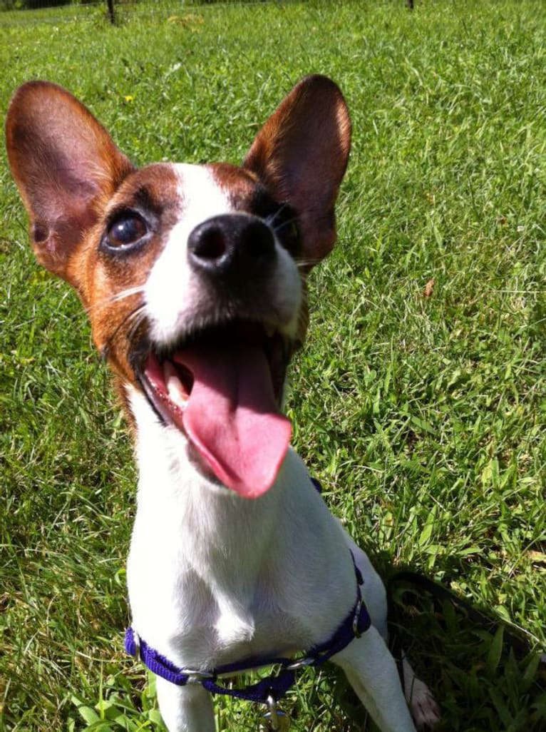 Delilah, a Russell-type Terrier and Rat Terrier mix tested with EmbarkVet.com