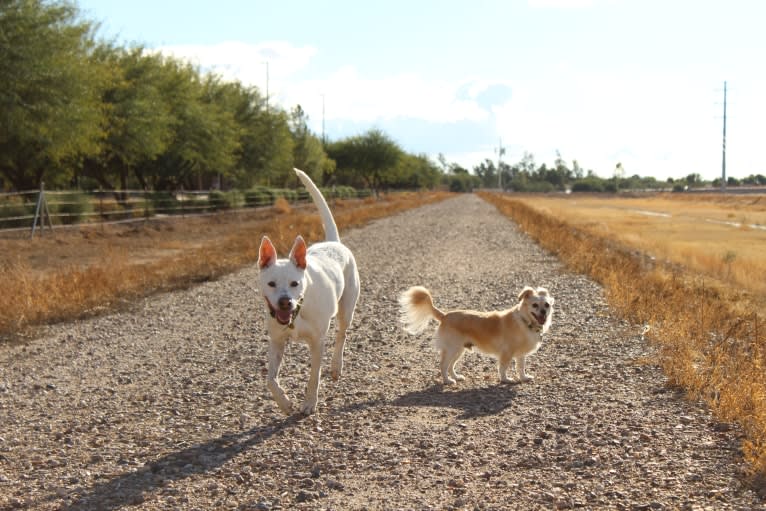 Brix, a Chihuahua and Poodle (Small) mix tested with EmbarkVet.com