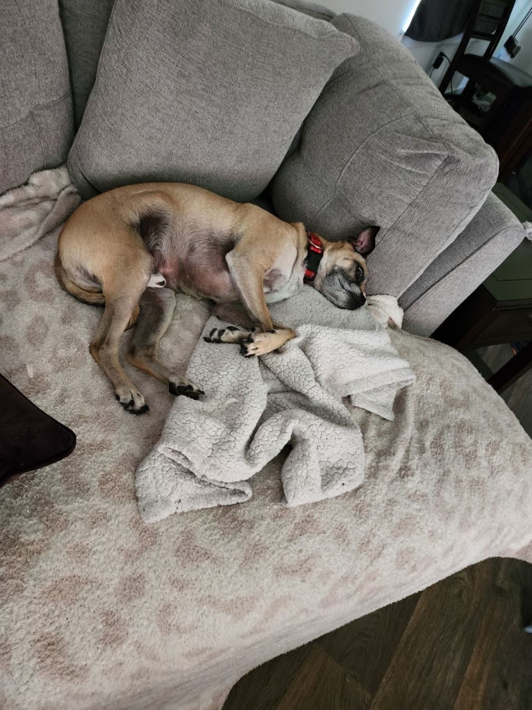 Obelius, a Pug and Chihuahua mix tested with EmbarkVet.com