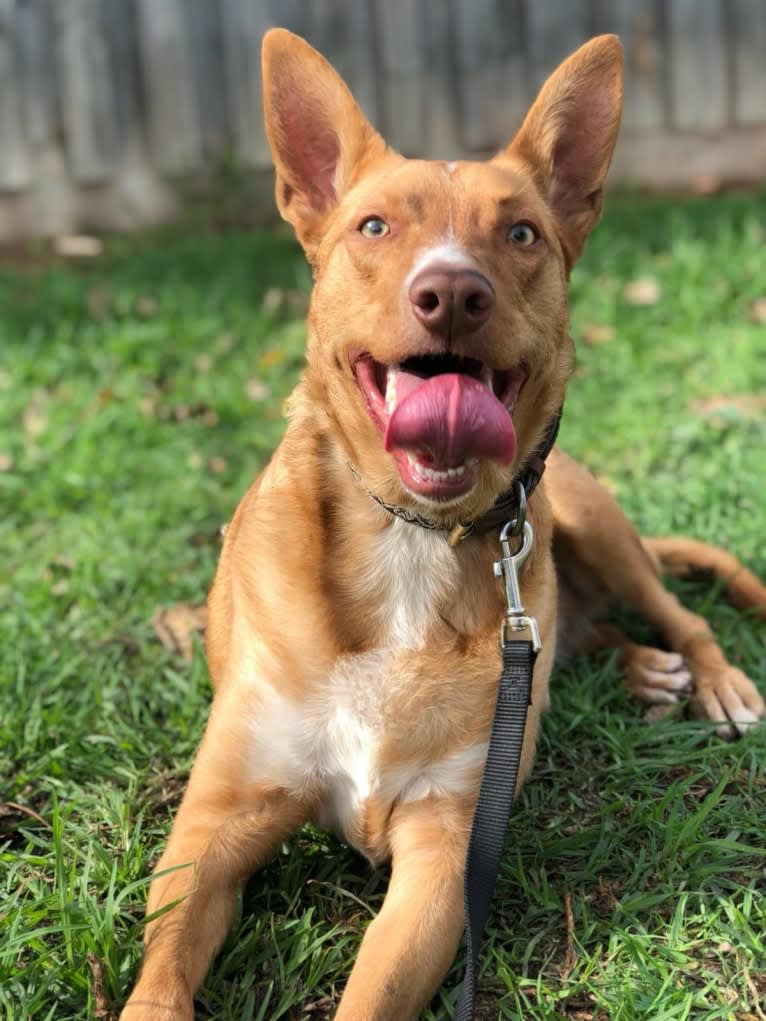 Lily, an Australian Kelpie tested with EmbarkVet.com