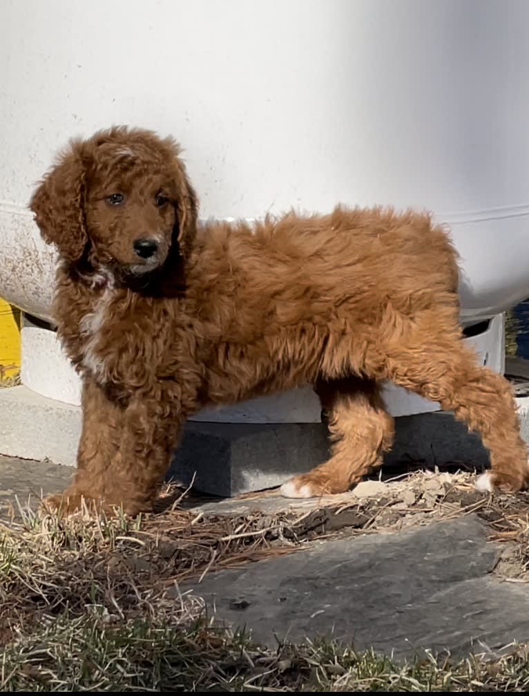 Figgy, a Goldendoodle tested with EmbarkVet.com