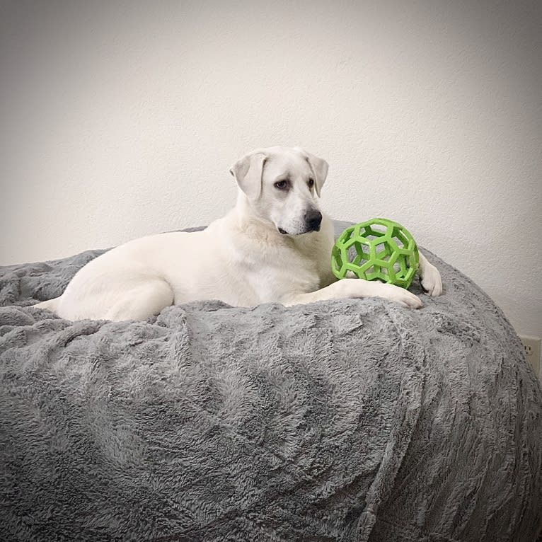 Beau, a Great Pyrenees and Golden Retriever mix tested with EmbarkVet.com