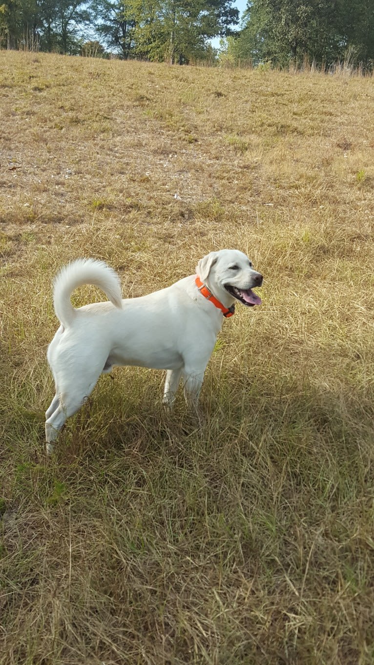 YOGI, a Labrador Retriever and American Pit Bull Terrier mix tested with EmbarkVet.com