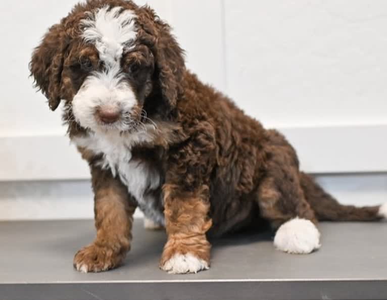 Dax, a Bernedoodle tested with EmbarkVet.com