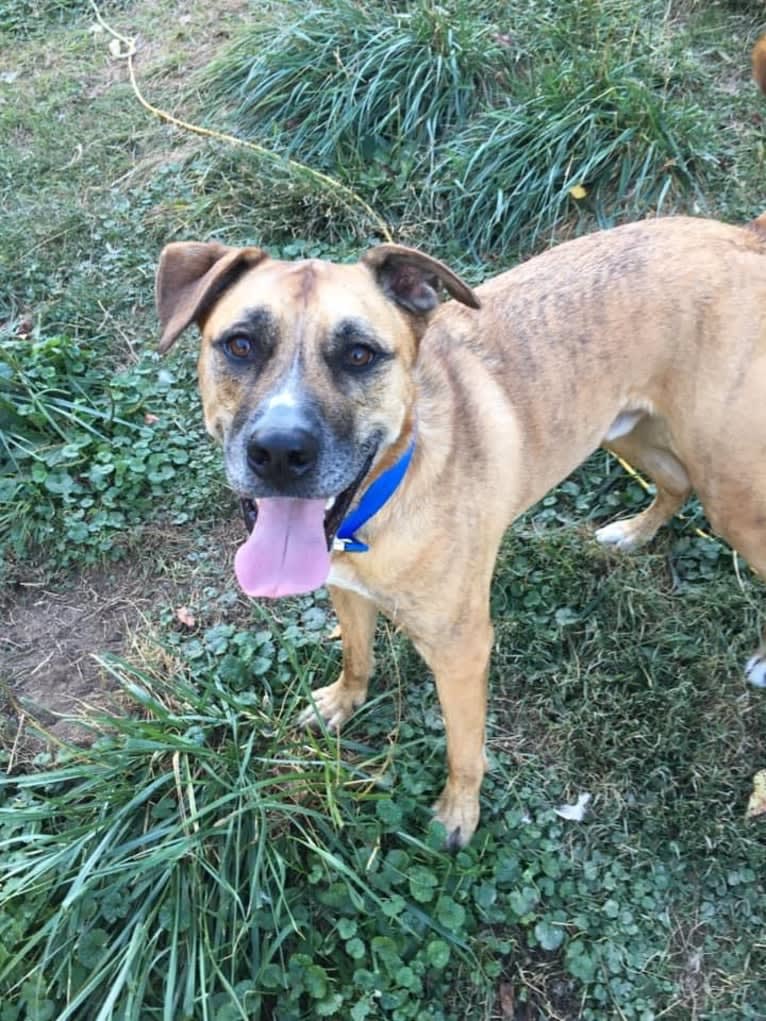 Chubs, an American Bulldog and Siberian Husky mix tested with EmbarkVet.com