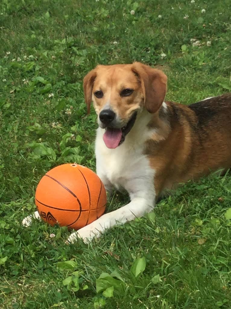 Charlee, a Beagle and American Pit Bull Terrier mix tested with EmbarkVet.com