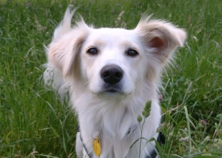 Max, an Eastern European Village Dog tested with EmbarkVet.com