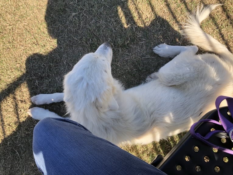 Looney “Chik’in Mini Bandit” Bear, a Great Pyrenees tested with EmbarkVet.com