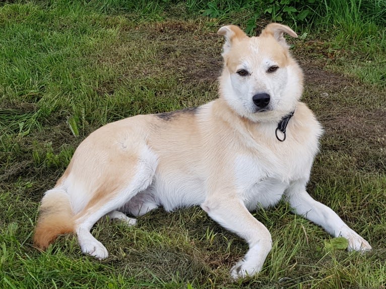 Nalle, an European Village Dog tested with EmbarkVet.com