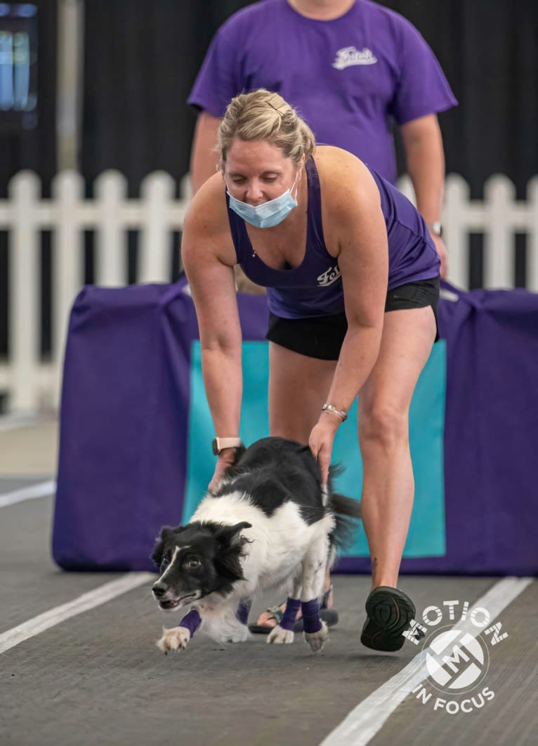 Zee, a Border Collie tested with EmbarkVet.com