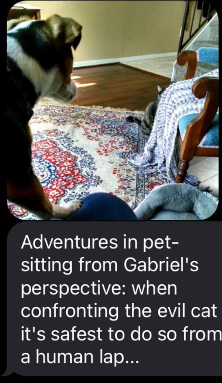 Gabriel, a Chihuahua and Pomeranian mix tested with EmbarkVet.com