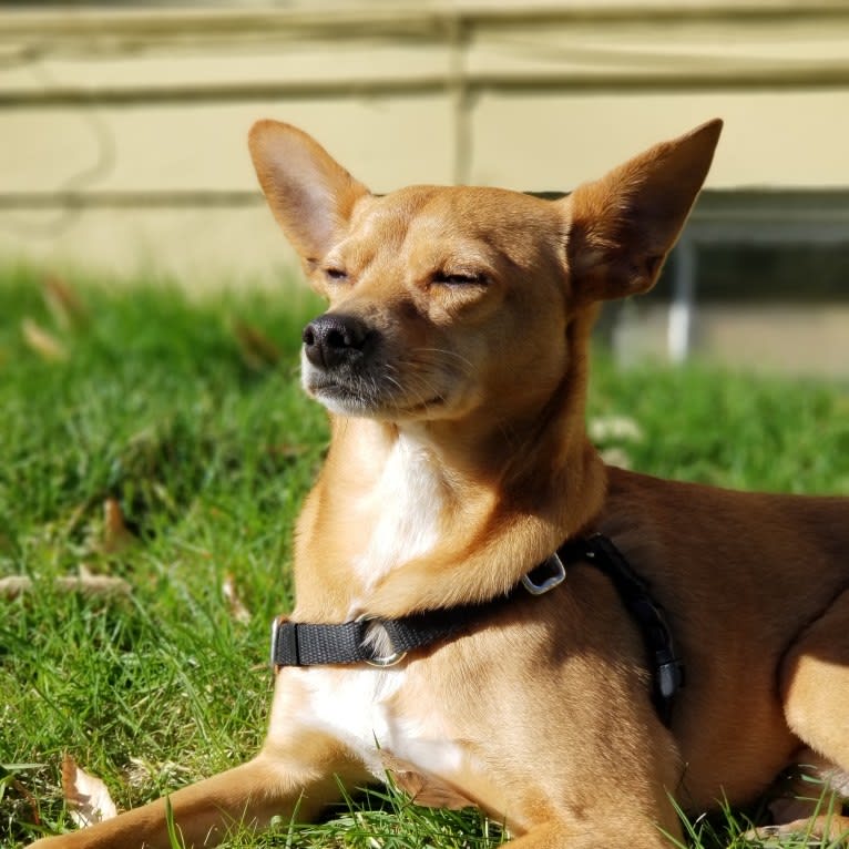 Rupert, a Chihuahua and Australian Cattle Dog mix tested with EmbarkVet.com