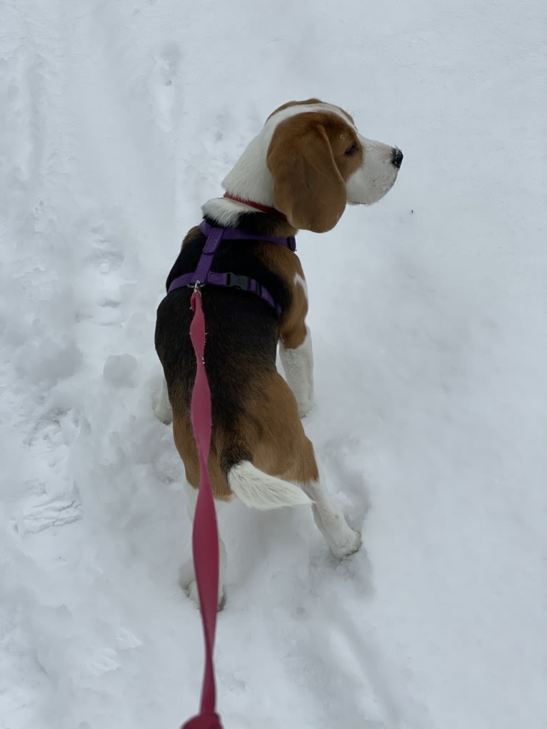 Casey, a Beagle tested with EmbarkVet.com