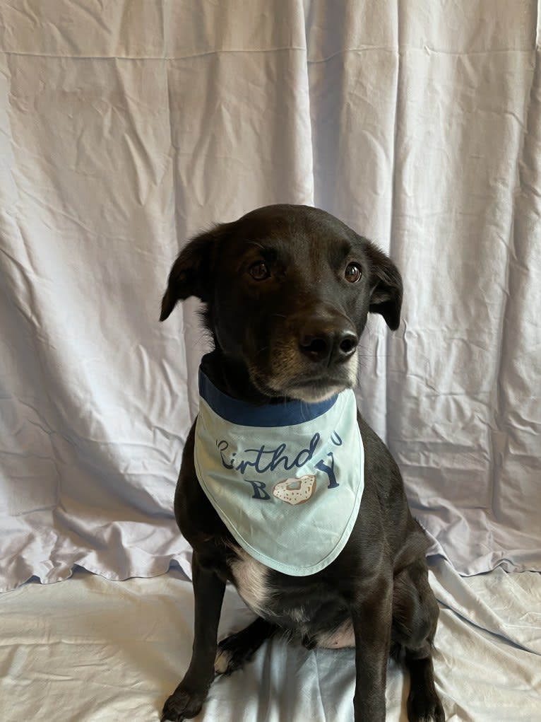 Dexter, a Labrador Retriever and Catahoula Leopard Dog mix tested with EmbarkVet.com