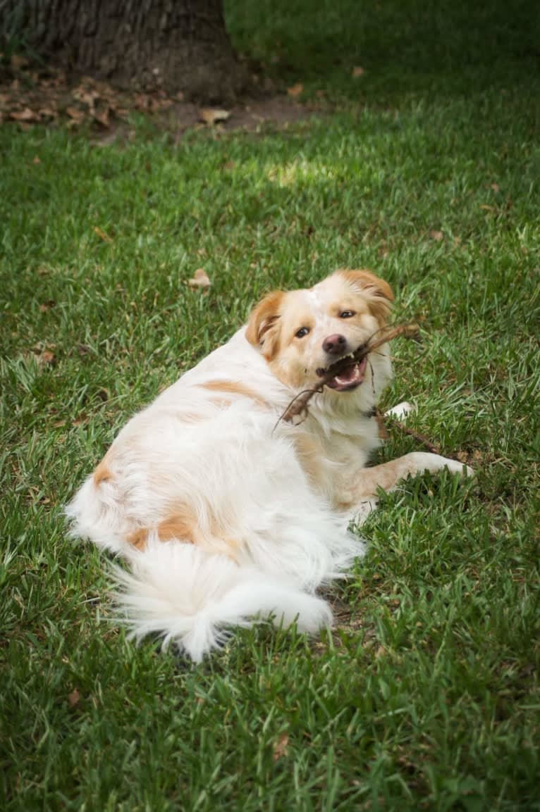 Wendy, a Great Pyrenees and American Pit Bull Terrier mix tested with EmbarkVet.com