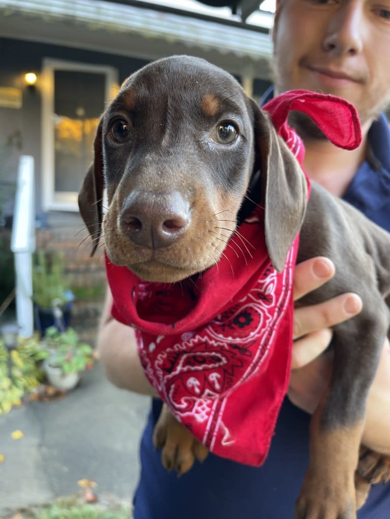 Maverick, a Doberman Pinscher tested with EmbarkVet.com