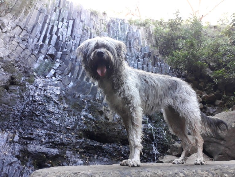 Phany, a Southeast Asian Village Dog tested with EmbarkVet.com