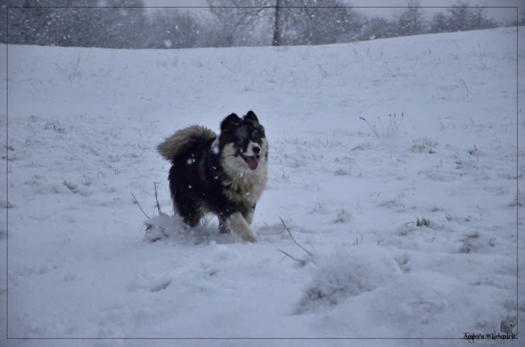 Olwyn, a Yakutian Laika tested with EmbarkVet.com