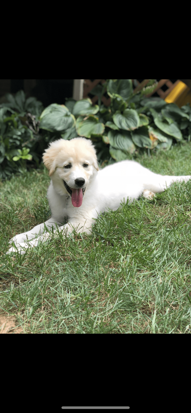 Lola, a Great Pyrenees and Rottweiler mix tested with EmbarkVet.com