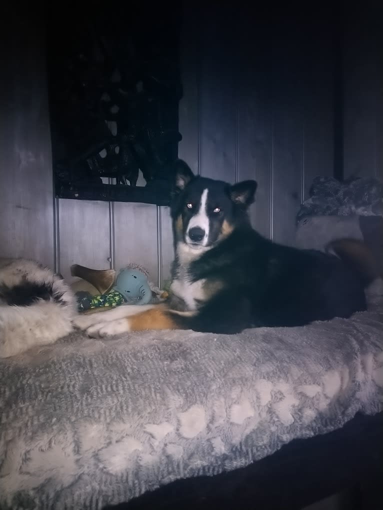 Photo of Trouble, a Yakutian Laika, Samoyed, and Karelian Bear Dog mix in Westzaan, Noord-Holland, Nederland