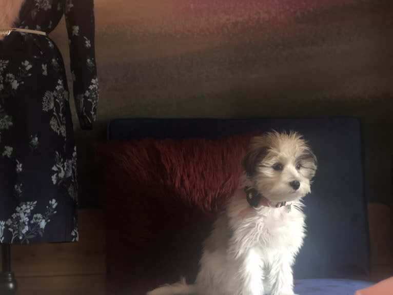 Juniper, a Poodle (Small) and Miniature Schnauzer mix tested with EmbarkVet.com