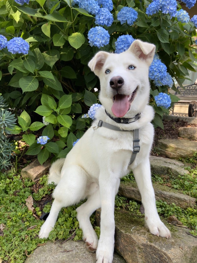 Dash, a Siberian Husky and German Shepherd Dog mix tested with EmbarkVet.com