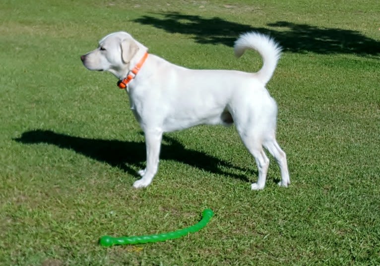 YOGI, a Labrador Retriever and American Pit Bull Terrier mix tested with EmbarkVet.com