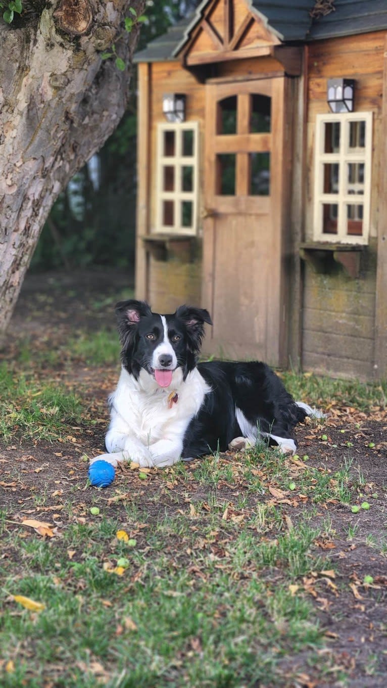 Willow, an Australian Shepherd and Border Collie mix tested with EmbarkVet.com