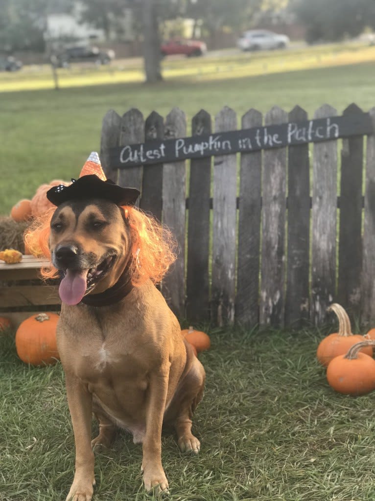 Franco, an American Pit Bull Terrier and Rottweiler mix tested with EmbarkVet.com